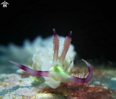 A Nudibranch