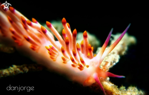 A Nudibranch