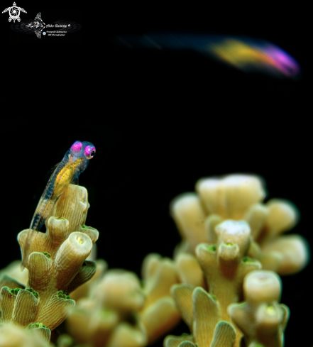 A Pink Eye Goby