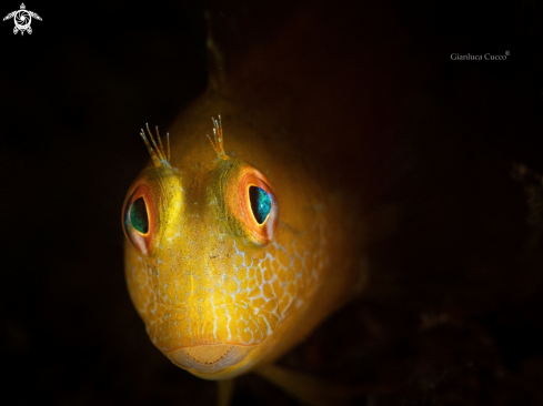 A ringneck blenny, Bavosa africana (Parablennius pilicornis)