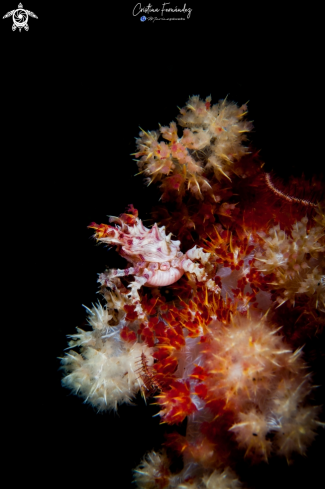 A Hoplophrys oatesii  | Candy crab