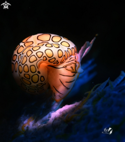 A Cyphoma gibbosum  | Flamingo Tongue 