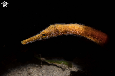 A Hippichthys cyanospilus | Pipefish
