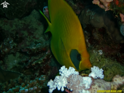 A Chaetodon semilarvatus | Chaetodon semilarvatus