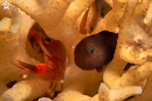 A Paragobiodon melanosomus  | GOBY