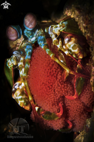 A Peacock mantis shrimp