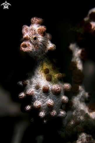 A Bargibanti pigmy seahorse