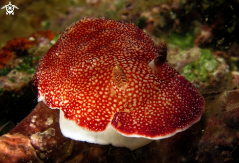 A Chromodoris tinctoria | 