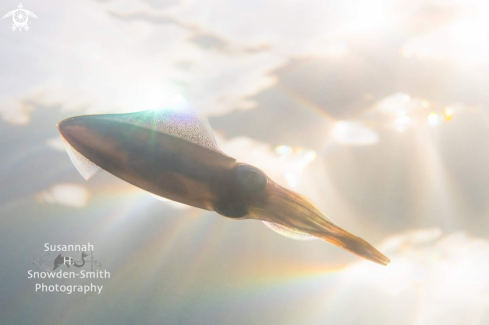 A Caribbean reef squid 