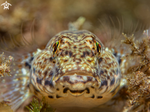 A Gobius incognitus | Anemone Goby