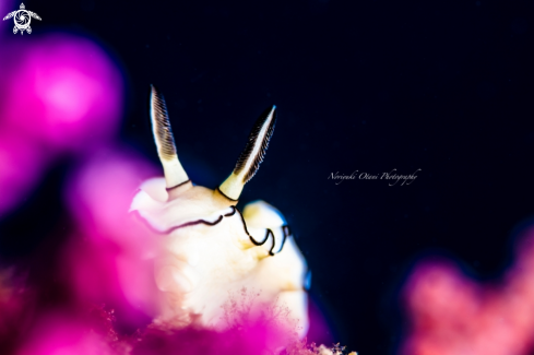 A Black-Margined Glossodoris Nudibranch 