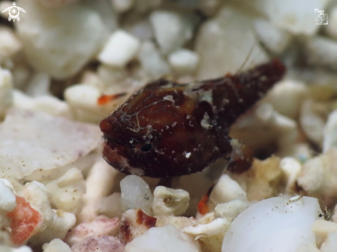 A Shortnose Batfish