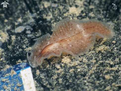 A Pinkstreak Flatworm