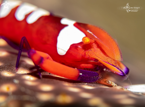 A Emperor Shrimp