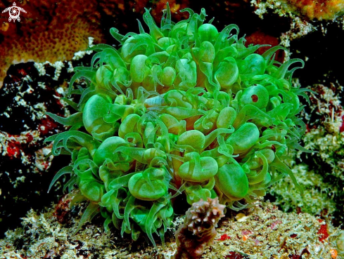 A stony coral