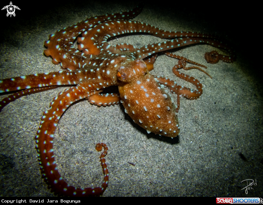 A white-spotted octopus
