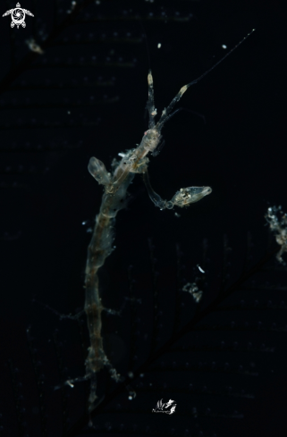 A Skeleton Shrimp 