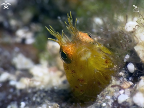 A Roughhead Blenny