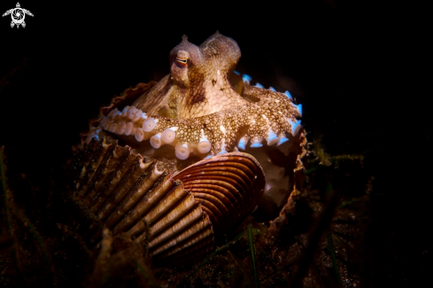 A Amphioctopus marginatus | OCTOPUS