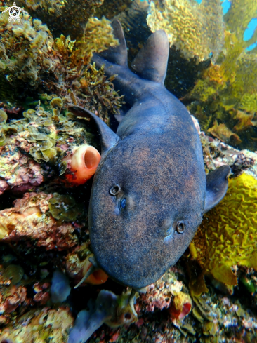 A Brachaelurus waddi | Blind shark