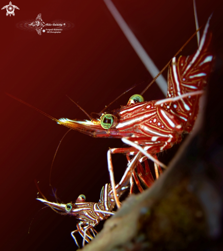 A Rhynchocinetes durbanensis (Gordon, 1936) | Camel Shrimp