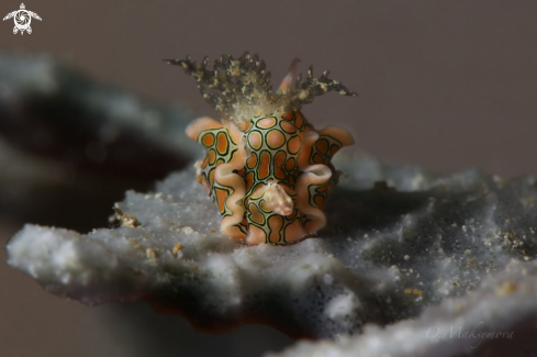A Psychedelic batwing slug (Sagaminopteron psychedelicum) 