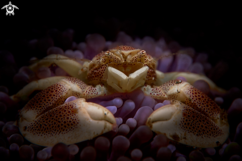 A Neopetrolisthes maculatus | CRAB