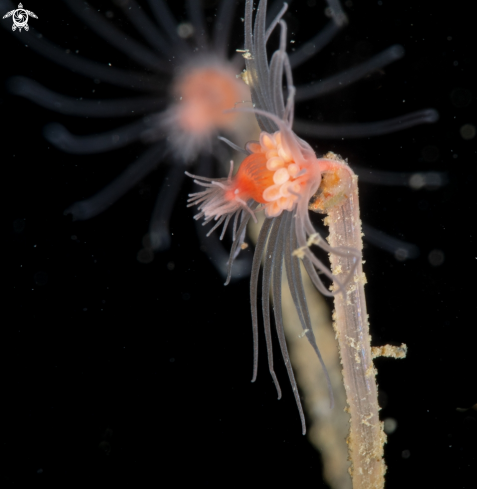 A Hydroid