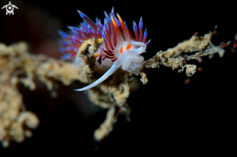 A Cratena peregrina | Cratena peregrina nudibranch