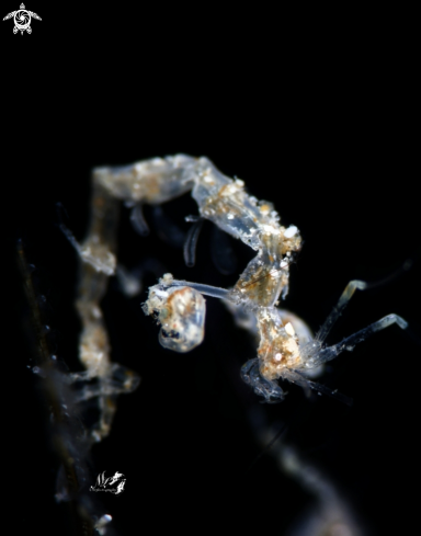 A Skeleton Shrimp 