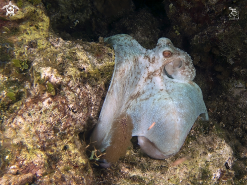 A Caribbean Reef Octopus