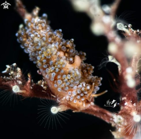 A Doto sp nudibranch 