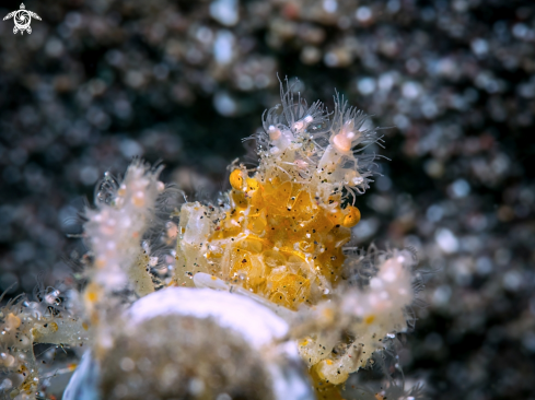 A Spiny Spider Crab