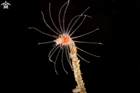 A Tubularia indivisa | Tubularia indivisa