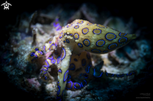 A Blue-ringed octopus 