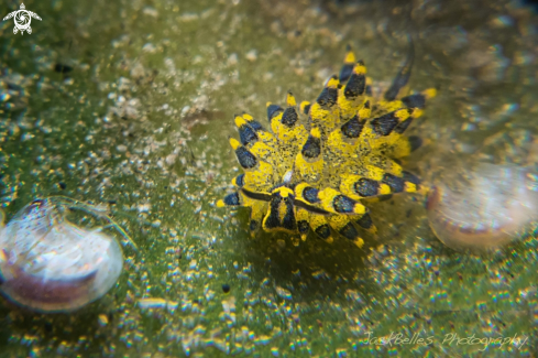 A Costasiella sp.