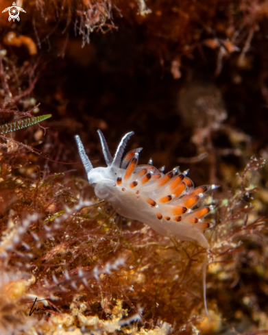 A Caloria elegans | Caloria elegans