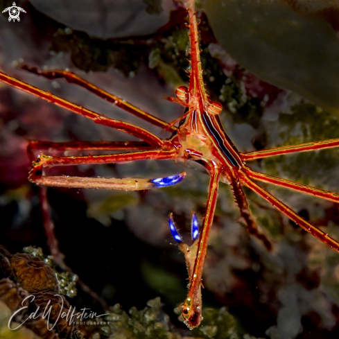 A Arrow Crab