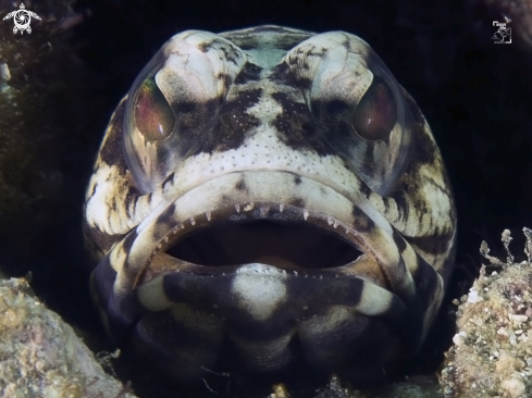 A Opistognathus maxillosus | Mottled Jawfish