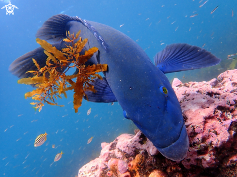 A Achoerodus viridis | Eastern blue groper