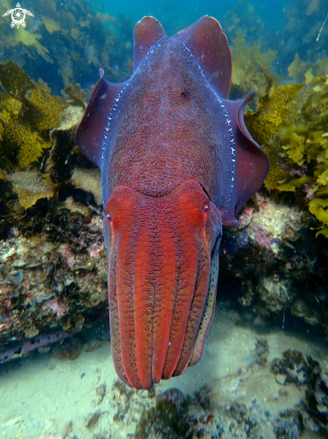 A Australian giant cuttlefish