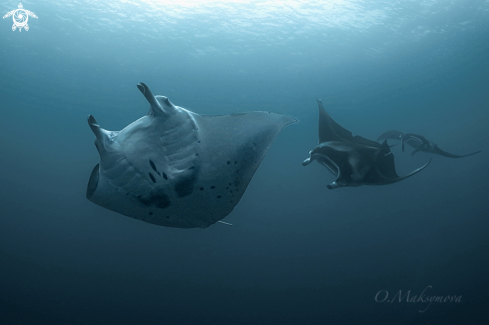 A Manta Rays in the blue of Indian Ocean