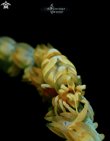 A Dasycaris zanzibarica (Bruce, 1973) | Whip Gorgonian Shrimp