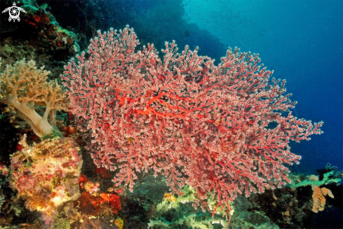 A soft corals