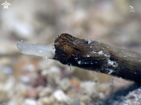 A Whitenose Pipefish