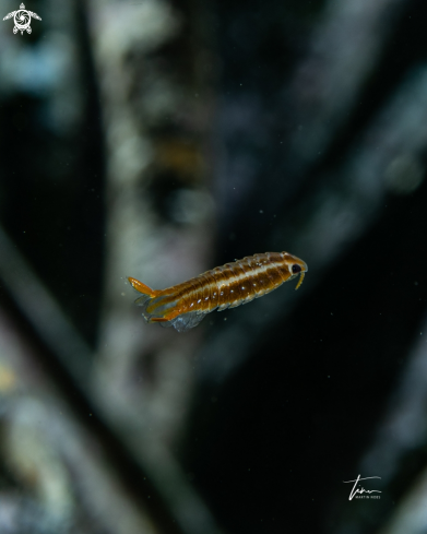 A Nerocila bivittata | Isopod