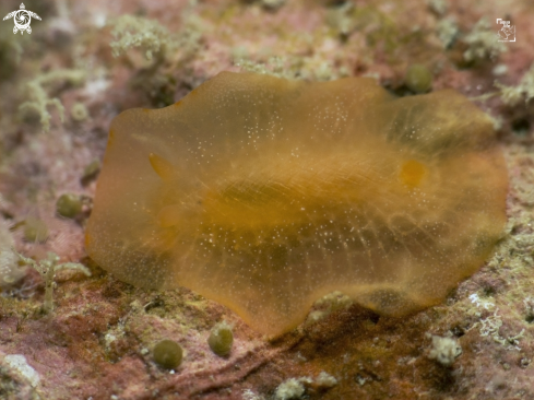 A Doriopsilla sp. | Dorid Nudibranch