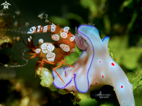 A Sexi Shrimp - Nudibranch