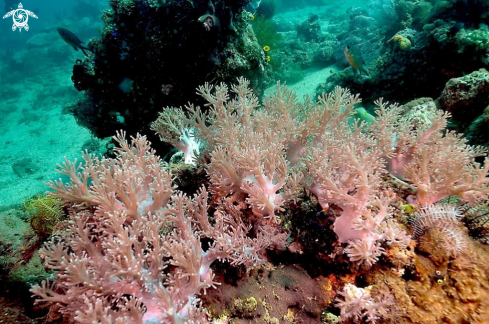 A soft corals