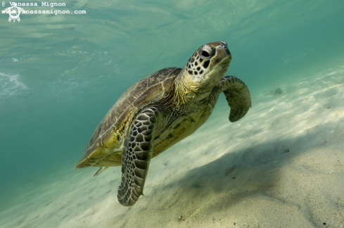 A Green turtle